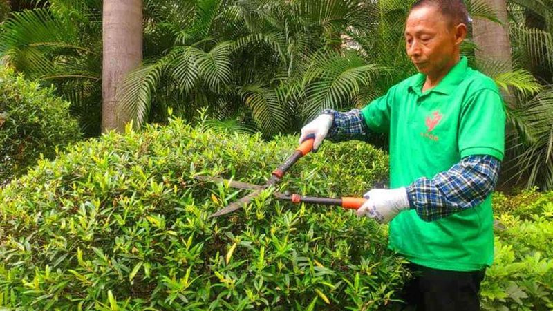 苗木种植与造林：行业标准对比解析