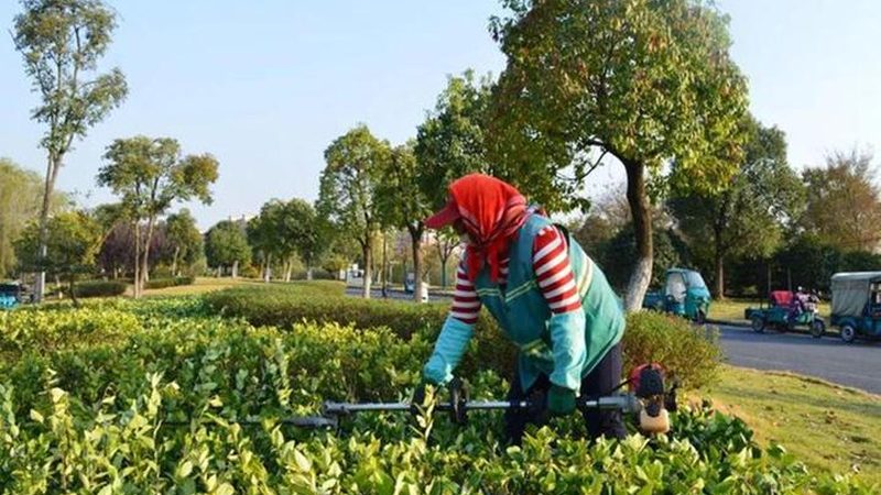 立体绿化工程承包报价：揭秘成本构成与优化策略**
