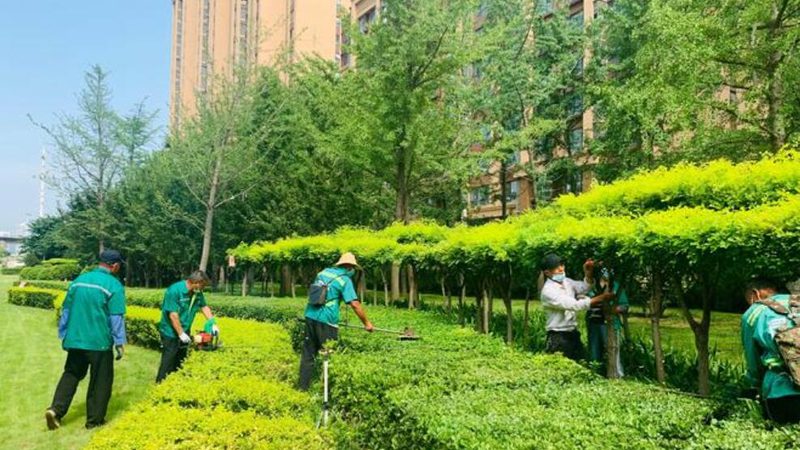 绿植租赁市场解析：如何找到价格实惠的供应商**